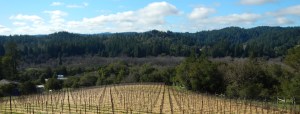 The vineyard at River Myst Haven, our farm in the Russian River Valley.