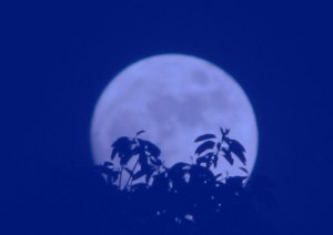 bluemoon