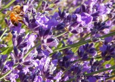 LavenderBees1