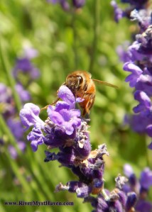 LavenderBees2
