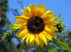 Sunflower2