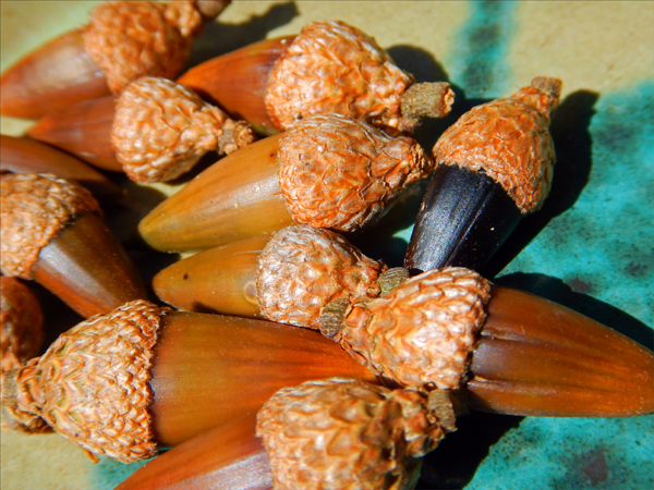 Acorns.jpg