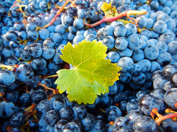 vineyard-grape-crush