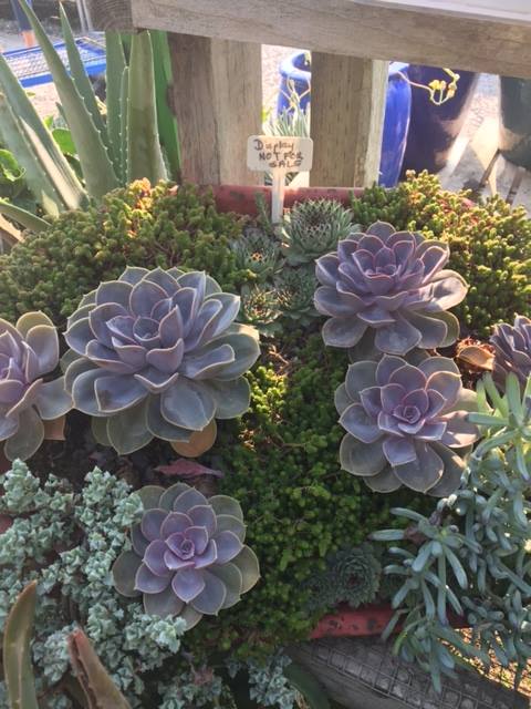 20915562_843423435820869_5995590533634113549_n