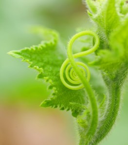 Natural Musing | observing, studying, & interpreting