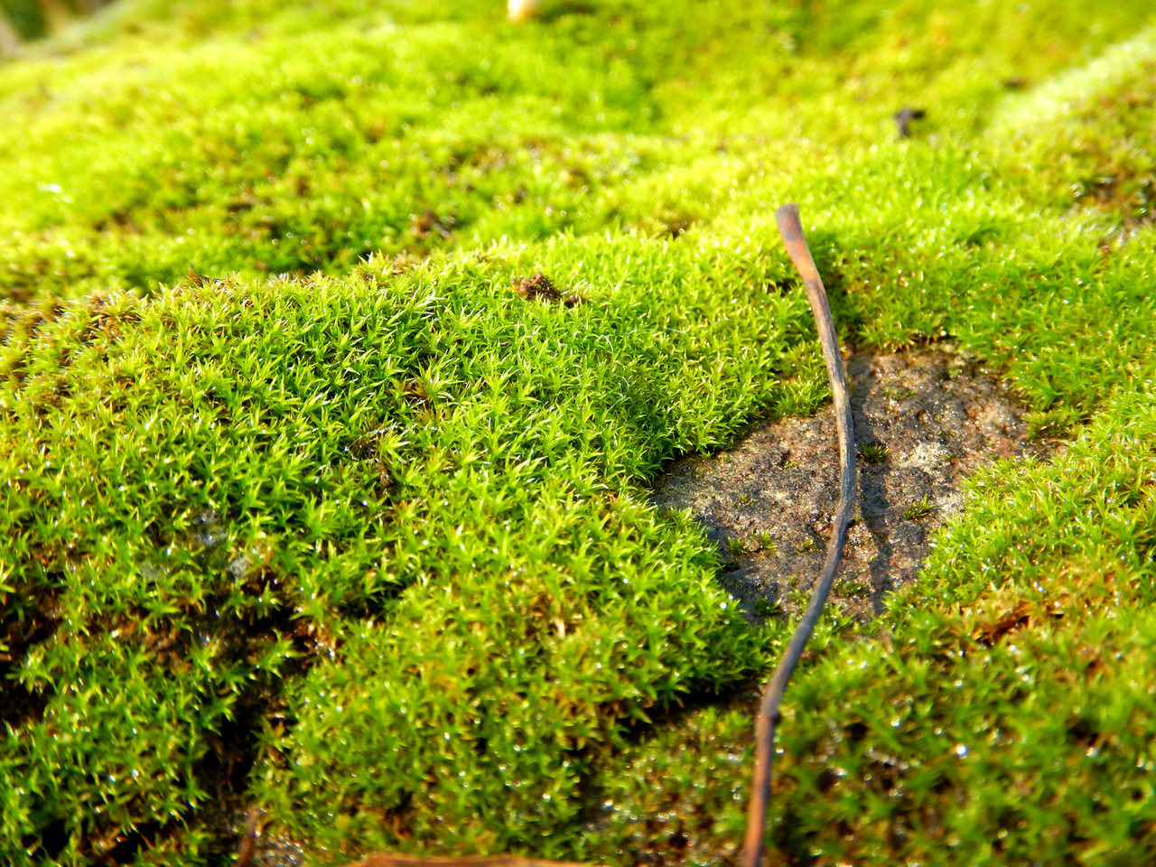 Moss 1