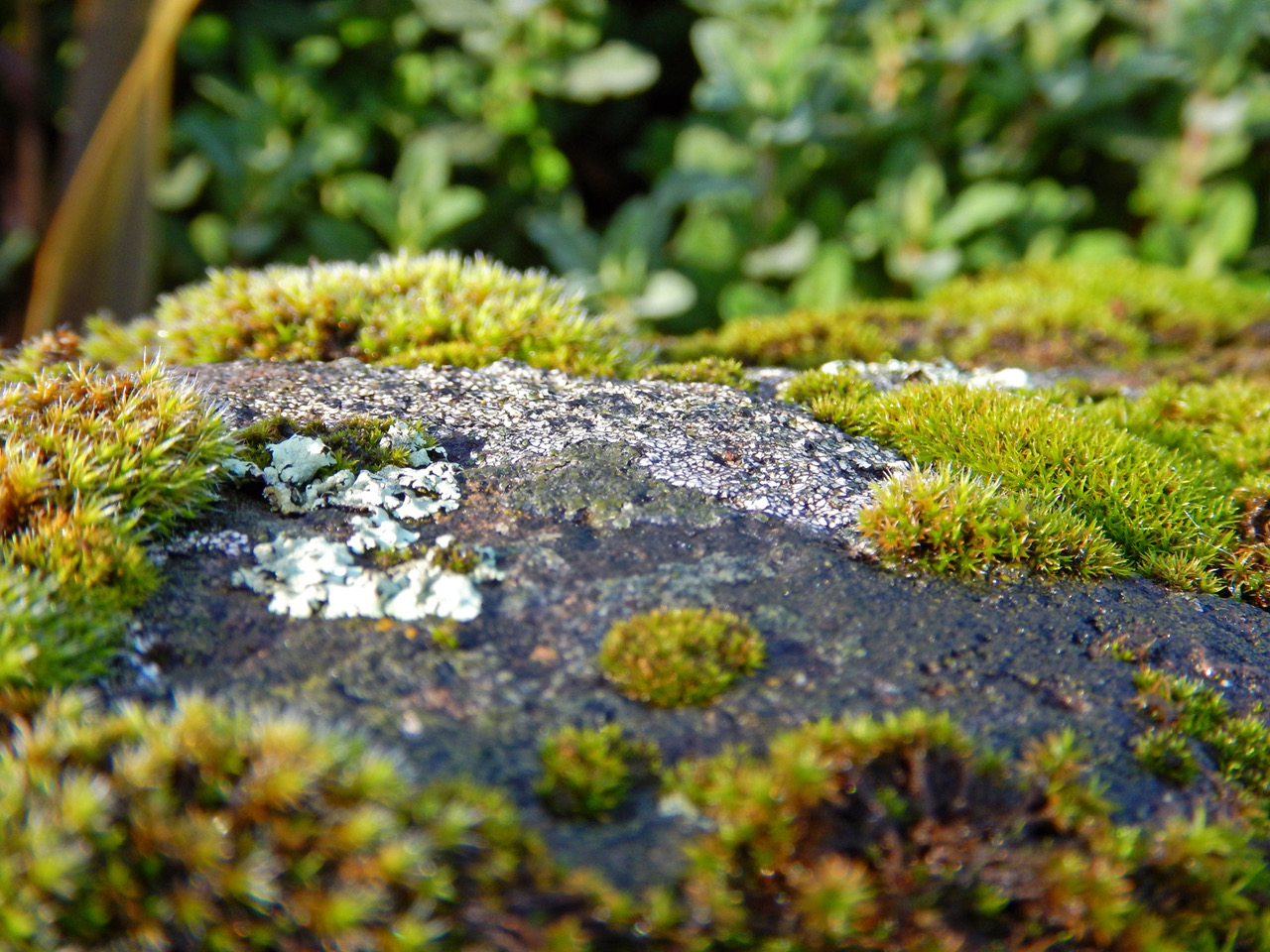 Moss 2
