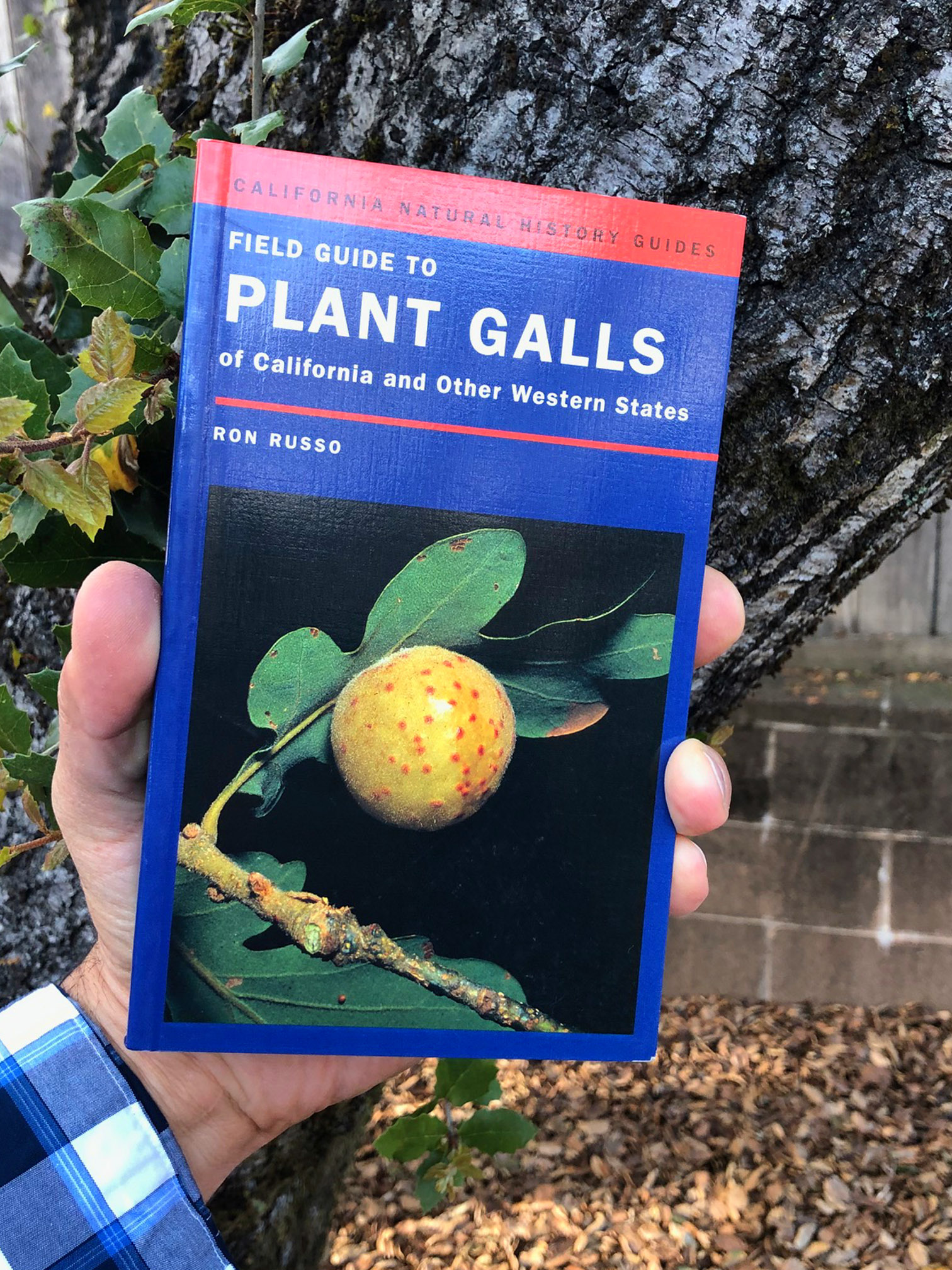 gall book